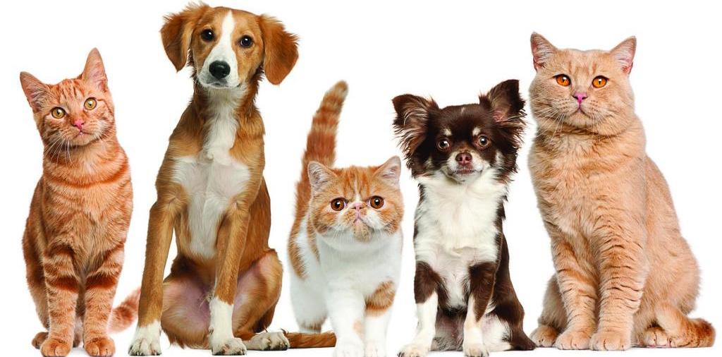 Доска объявлений о животных | ЗооТом - продажа, вязка и услуги для животных в Тайге