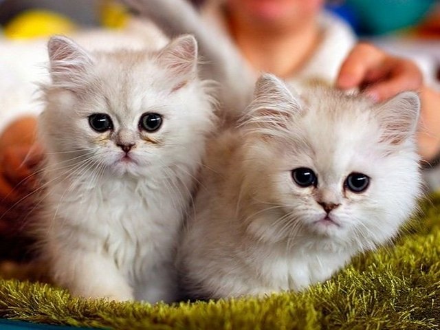 Породы кошек в Тайге | ЗооТом портал о животных
