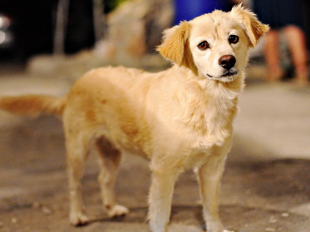 Породы собак в Тайге | ЗооТом портал о животных