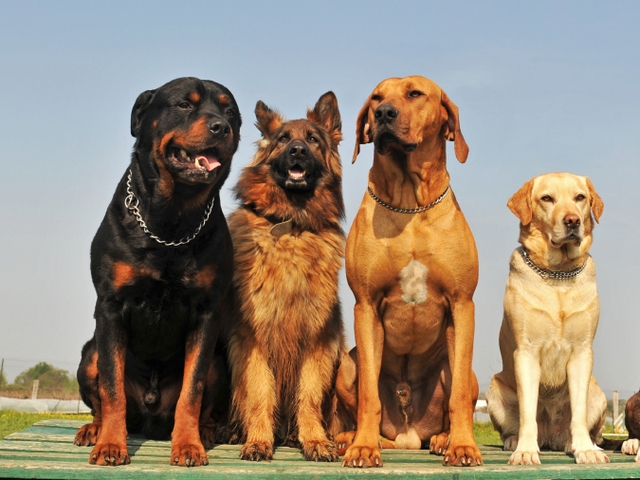 Крупные породы собак в Тайге | ЗооТом портал о животных